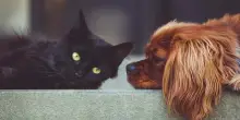 &laquo;Se sei stressato, coccolare il gatto ti fa sentire peggio&raquo;: gli esperti smontano il mito della pet therapy