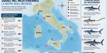 Squali in Italia, la mappa degli avvistamenti nei nostri mari: perch&eacute; sono aumentati (e quali specie sono)