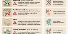 Ecco le 10 piante comuni che non dovresti mai toccare a mani nude (e come riconoscerle)