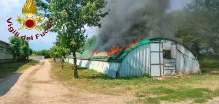 Incendio in un allevamento, morti 200 conigli a Treviso. Le fiamme divampate per il caldo