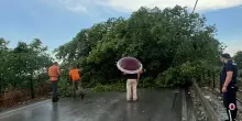 Pompei, maltempo e paura in via Ripuaria: alberi crollati in strada, sfiorata la tragedia.