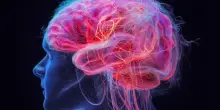 Perch&eacute; la risata sincera &egrave; diversa da quella di cortesia? Scoperti i due circuiti del cervello che la regolano