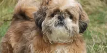 &laquo;Mi hai ucciso il cane, ti ammazzo&raquo;. Ferrara, uomo aggredisce il veterinario e sfascia l?ambulatorio dopo l'intervento andato male