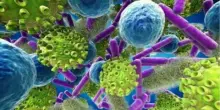 Tre bambini in ospedale per escherichia coli: i sintomi, l?indagine e il sospetto sulla piscina