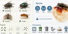 Mosche, come tenerle lontane da casa per sempre (anche nel pieno dell'estate)