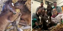 Una cavalla d&agrave; alla luce due gemelli. &laquo;Jole e Cosimo avevano solo l'1% di possibilit&agrave; di sopravvivere&raquo;
