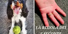 Asfalto rovente, a rischio le zampe dei nostri amici a 4 zampe: le raccomandazioni degli esperti