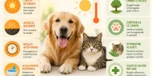Caldo estremo e asfalto a 60&deg;, perch&eacute; i cani rischiano le zampe bruciate e i gatti spariscono