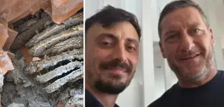 Francesco Totti e Noemi Bocchi, la casa a Roma Nord invasa da 2000 vespe germaniche: arriva il disinfestatore