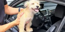 Cucciolo di cane intrappolato nell'auto sotto il sole, un passante sente i guaiti d&agrave; l'allarme: il piccolo Charlie salvato dalla polizia