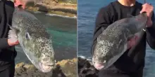 Il pesce palla velenoso, il nuovo mostro marino avvistato in Grecia (anche a Creta). &laquo;Se ti morde ti stacca un dito&raquo;