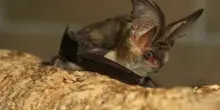 Canada, si sveglia con un pipistrello in faccia e nessun segno: bimbo di 11 anni muore dopo 19 giorni, aveva contratto la rabbia
