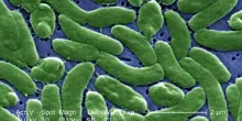 ?Vibrio e mangiacarne, i batteri del mare avanzano in Europa con il caldo dell'estate: cosa sono, i sintomi e dove si rischia di pi&ugrave;