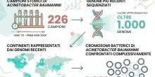 Il super batterio killer resistente ai farmaci: cos'&egrave; l'Acinetobacter e perch&eacute; &egrave; diventato una minaccia globale