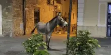 Un asino spunta all'improvviso in centro: il video ripreso ad Agropoli durante la movida notturna