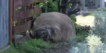 Neil, la foca elefante da una tonnellata che blocca il traffico e sfonda recinzioni. Ma &egrave; allarme: &laquo;Rischiamo di amarlo a morte&raquo;