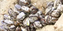 Caldo estremo, &egrave; allarme nei mari italiani: mille quintali di cozze morte e fino al 90% delle vongole scomparse