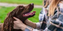 Tumori, la "svolta" arriva dai cani: testata una nuova molecola, riduce la massa fino all?88%