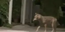 Lupo aggredisce bimba di 4 anni al parco e la trascina per diversi metri: choc ad Arrone. Il sindaco: &laquo;Stiamo cercando di catturarlo&raquo;
