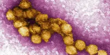 West Nile, nel Lazio primo caso del 2026: positivo un paziente di Latina. Allerta in Emilia Romagna: &laquo;Estesa circolazione del virus&raquo;