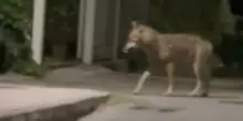 Il lupo che ha aggredito una bimba al parco spaventa Arrone, in Umbria. &laquo;Ecco come comportarsi se lo avvistate&raquo;