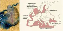Caldo record, aumentano virus e specie aliene: dalla caravella portoghese al batterio mangia carne, dove sono e cosa si rischia