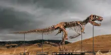 T-Rex di 12 metri venduto all'asta per oltre 50 milioni di dollari: Gus &egrave; il fossile pi&ugrave; costoso della storia