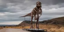 Record da Sotheby's per Gus, il Tyrannosaurus Rex venduto per 50,1 milioni di dollari a New York