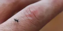 Dengue, boom di casi in Sri Lanka: oltre 71mila contagi, cosa sta succedendo