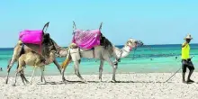Djerba, l'isola tunisina "Caraibi" del Maghreb: paradiso di contrasti