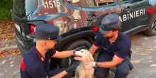 Sversa illecitamente rifiuti e abbandona un cucciolo di cane: beccato dalle telecamere investigative
