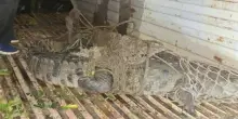 Coccodrillo trascina un bambino nel fiume: morto a 12 anni