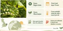 &laquo;In un giardino inglese sono spuntate le banane, il caldo estremo ha reso possibile l'impensabile&raquo;