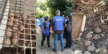 Roma, sorpresa al Parco della Caffarella: 900 tartarughe terrestri scoperte in un terreno abusivo. Il numero &egrave; destinato a crescere