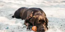 Cane ha un malore in spiaggia, i padroni fingono di cercare soccorso e spariscono: l'animale muore tra i bagnanti. &laquo;C'era un divieto d'accesso&raquo;