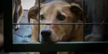 Oltre 14mila cani rischiano di restare in canile per tutta la vita, l'allarme di Legambiente: &laquo;Troppe cucciolate e poca preparazione&raquo;