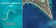 Serpenti a Ibiza e Formentera: l'invasione minaccia le lucertole endemiche e l'equilibrio di Ses Salines