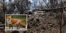 ?Incendio sul Vesuvio, la situazione un anno dopo: ancora ferite ma torna la volpe rossa