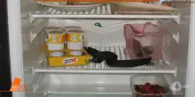 Garlasco, le foto inedite del frigorifero di casa Poggi: gli avanzi della spesa e la birra della sera prima mai repertata