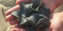 Dischetti di plastica nera invadono le coste dell'Adriatico: continua il mistero (iniziato un anno fa) sulle spiagge dalla Puglia al Veneto