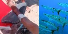 Turisti feriti dai pesci nel Cilento, ecco quali specie possono aver attaccato i bagnanti