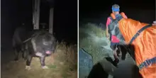 &laquo;Il cane &egrave; troppo stanco per scendere&raquo;: il soccorso alpino lo porta gi&ugrave; dalla montagna in barella