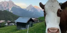 Pensionato caricato da una mucca durante l'escursione con gli amici, il 70enne resta invalido: risarcimento da oltre 113mila euro