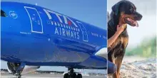 &laquo;Anche i cani grandi a bordo degli aerei di Ita Airways&raquo;: si parte il 3 agosto. Ecco il servizio ?Large Dog On Board?