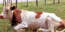Pensionato aggredito da una mucca durante un'escursione: 70enne resta invalido al 22%: arriva il risarcimento