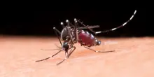 Zanzare, aumenta la resistenza ai repellenti: cosa &egrave; emerso dallo studio