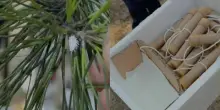 A Napoli la prima sperimentazione al mondo di controllo biologico classico contro la cocciniglia tartaruga del pino