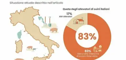 Virus Peste suina, &egrave; allarme in Italia: abbattuti il 10% degli esemplari di Cinta senese. La mappa dei casi