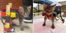 Il gattino Gelato non pu&ograve; camminare, gli utenti fanno una colletta e gli regalano una sedia a rotelle: &laquo;Ora finalmente pu&ograve; muoversi&raquo;