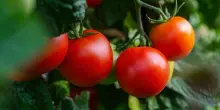 Malore nei campi durante la raccolta dei pomodori, 19enne muore in ospedale: lavorava con caldo e afa